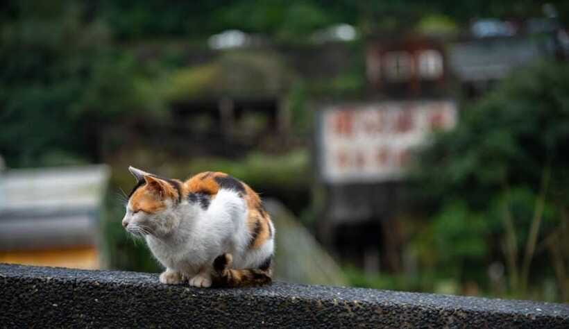 Taipei: Jiufen,Shifen & Houtong Cat Village Private Day Tour - What Makes This Tour Stand Out?