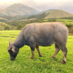 Taipei: Yangmingshan & Beitou Full-Day Tour - Practical Details: What to Expect