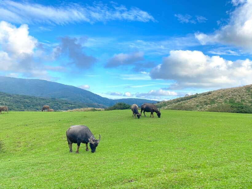 Taipei: Yangmingshan & Beitou Full-Day Tour - Practical Details and Tips
