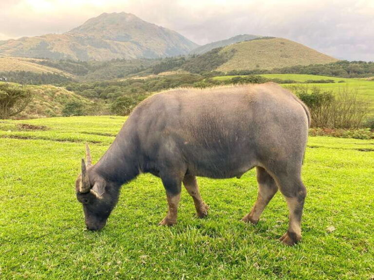 Taipei: Yangmingshan & Beitou Full-Day Tour - Practical Details: What to Expect