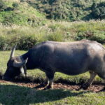 Taipei: Yanmingshan walking tour - Qingtiangang Grassland - What’s Included and What to Consider