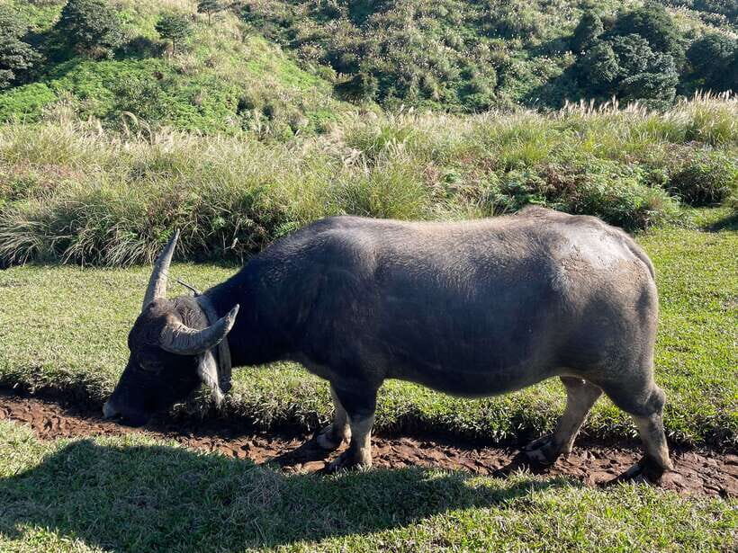 Taipei: Yanmingshan walking tour - Qingtiangang Grassland - What’s Included and What to Consider