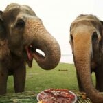 Taj Mahal Tour with Optional Wildlife Rescue Center Visit - A Closer Look at the Itinerary