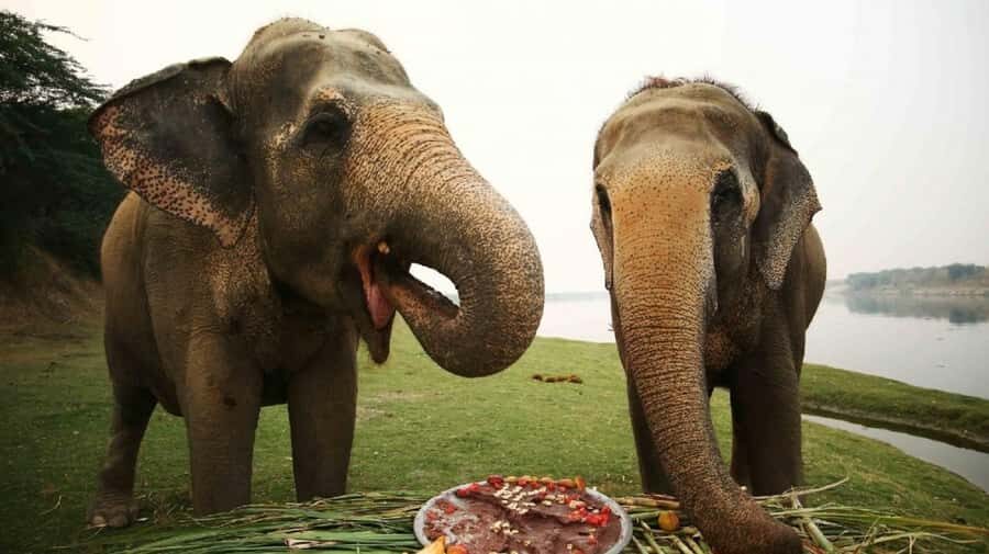 Taj Mahal Tour with Optional Wildlife Rescue Center Visit - A Closer Look at the Itinerary