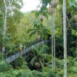 Tamborine Rainforest Skywalk + Hop on Hop off Bus - Who Will Love This Tour?