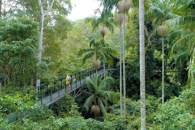 Tamborine Rainforest Skywalk + Hop on Hop off Bus - Who Will Love This Tour?