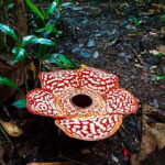 Tambunan: Rafflesia Flower Trekking with Rustic Lunch - Practical Details and Considerations