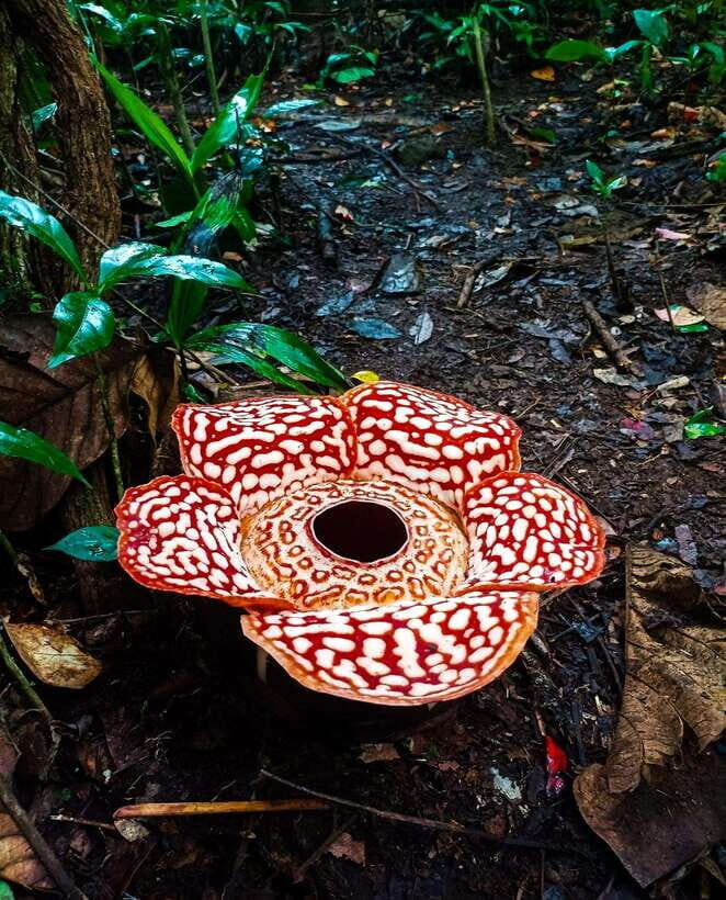 Tambunan: Rafflesia Flower Trekking with Rustic Lunch - Practical Details and Considerations