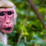 Tangalle/Hiriketiya/Mirissa/Galle: Ella Transfer & Yala Tour - What’s Included and What You’ll Need To Budget For