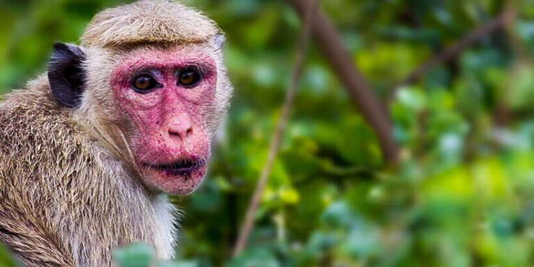 Tangalle/Hiriketiya/Mirissa/Galle: Ella Transfer & Yala Tour - What’s Included and What You’ll Need To Budget For