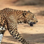 Tangalle/Hiriketiya/Mirissa: Shuttle to Ella and Yala Safari - Why This Tour Offers Great Value