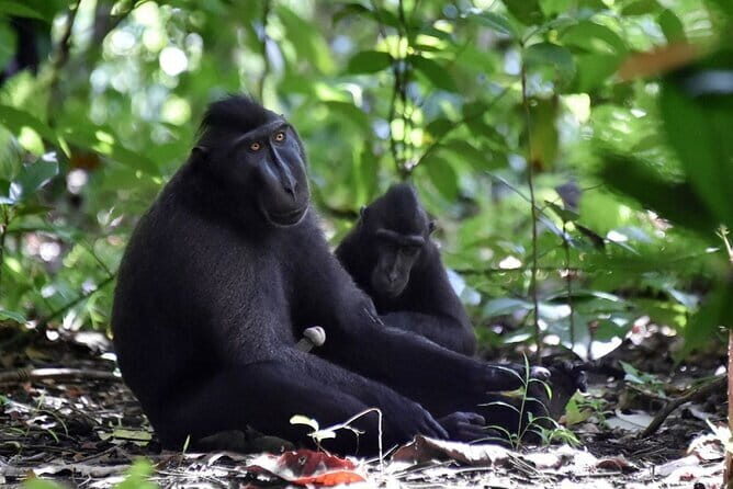 Tangkoko Bitung Manado Nature Tourism Park includes lunch. - Practical Tips for Tour Participants