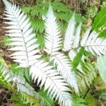 Tauranga Cruise Tour Rotorua Redwood and Maori Village Experience - What Past Travelers Say