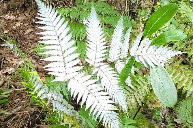 Tauranga Cruise Tour Rotorua Redwood and Maori Village Experience - What Past Travelers Say