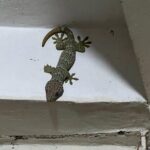 Tea Plantation and Rainforest Tour with Tribal Life in Sreemangal - Day Two: From Rainforests to Lakes and Back to Dhaka