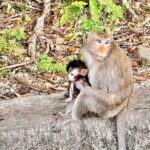 Temple and Local Market in Sihanoukville History tour - Practical Details: What Makes This Tour Stand Out