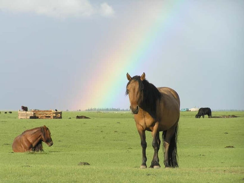 Terelj Day Tour with Lunch, horse riding & More... - Good To Know