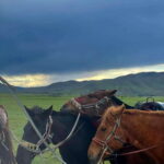 Terelj national park transport /Best price tour - Transport and Logistics