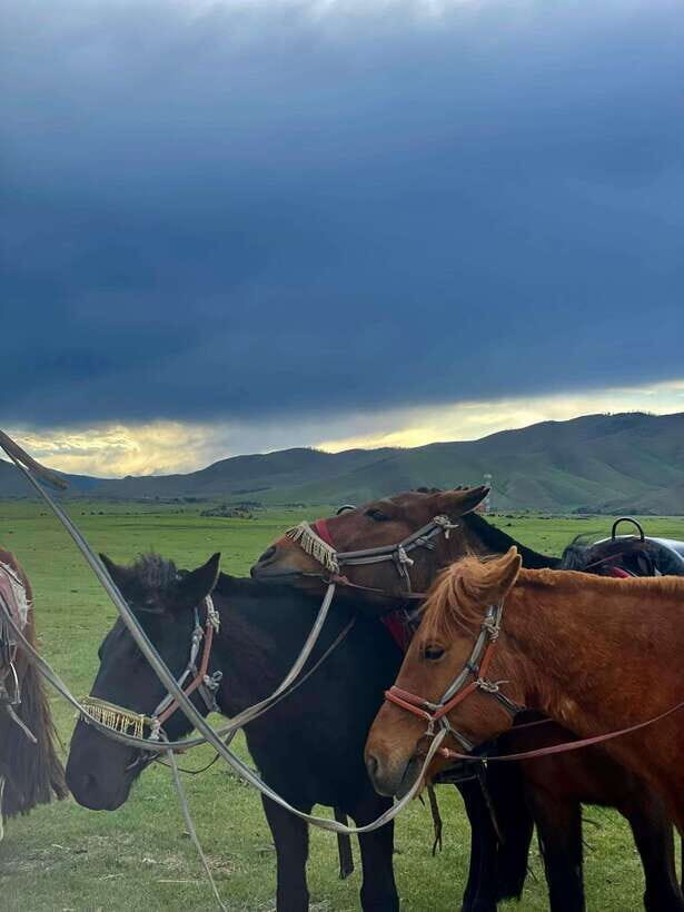 Terelj national park transport /Best price tour - Transport and Logistics