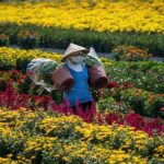 Tet Festival in Mekong Delta - Exploring the Itinerary in Detail