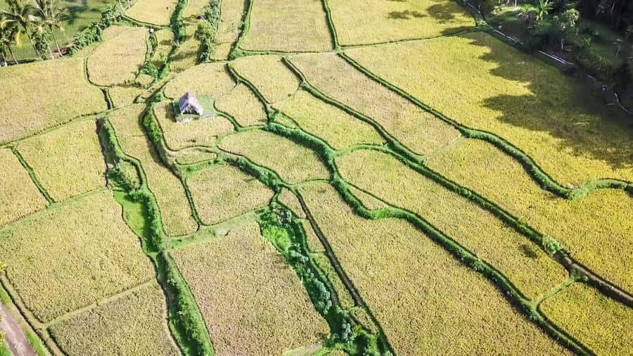 Tetebatu Day Tour: Waterfalls, Rice Fields & Local Life - The Itinerary in Detail