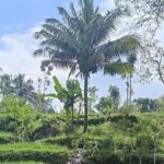 Tetebatu Guided Tour in Rice Terraces Waterfall and Monkey Forest - Practical Aspects of the Tour