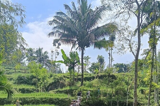 Tetebatu Guided Tour in Rice Terraces Waterfall and Monkey Forest - Practical Aspects of the Tour