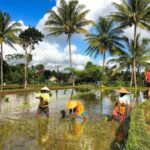 Tetebatu: Rice Fields, Villages, and Waterfalls Tour - Detailed Breakdown of the Experience