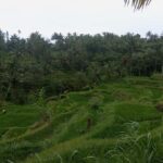 Tetebatu & Ricefield, Waterfall, Monkey forest. - What Sets This Tour Apart?