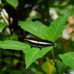 Tetebatu: Sasak Culture & Nature Tour with Weaving & Pottery - The Sum Up