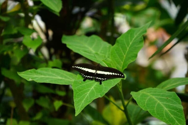 Tetebatu: Sasak Culture & Nature Tour with Weaving & Pottery - The Sum Up