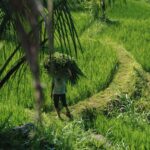 Tetebatu : Waterfall, Rice Fields & Monkey Forest Full day - Final Thoughts