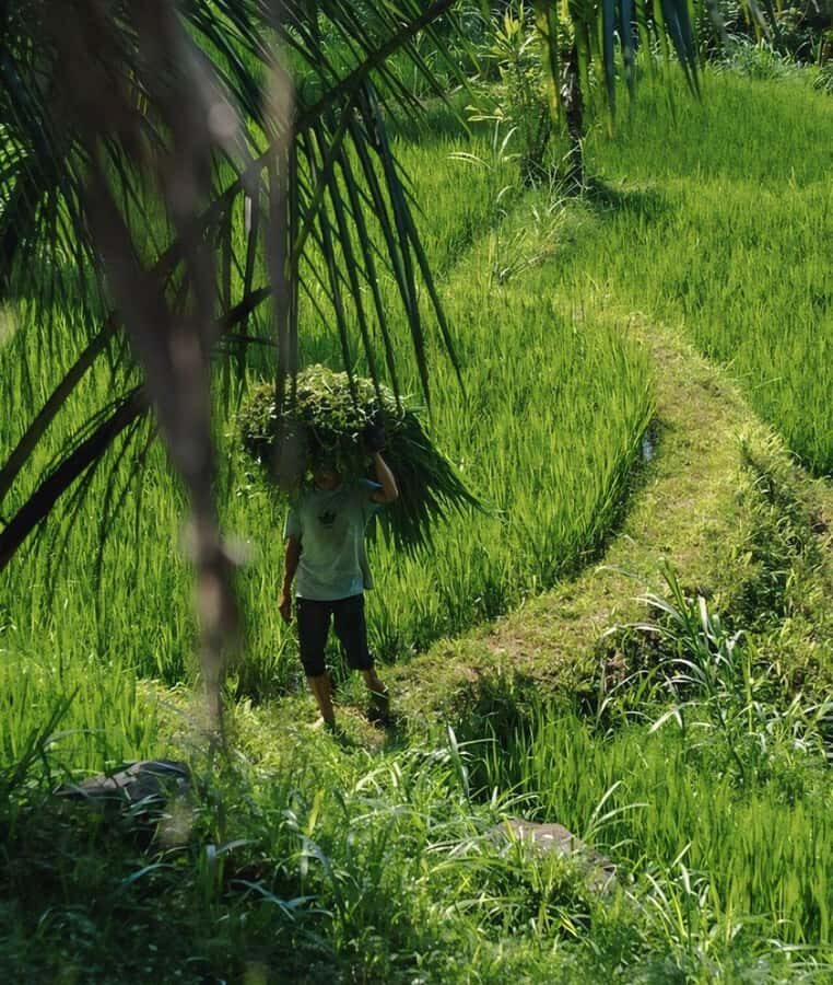 Tetebatu : Waterfall, Rice Fields & Monkey Forest Full day - Final Thoughts