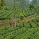 The Breathtaking Views Of The Countryside In Bandung - The Itinerary Breakdown: What Makes Each Stop Special