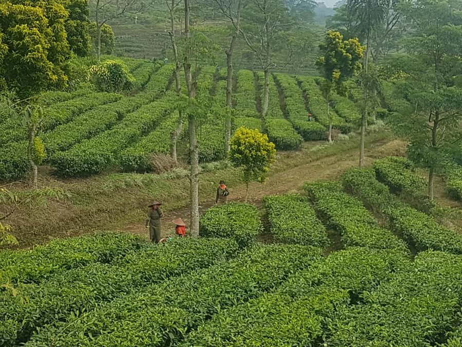 The Breathtaking Views Of The Countryside In Bandung - The Itinerary Breakdown: What Makes Each Stop Special