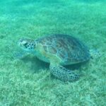The Frederiksted St. Croix Sea Turtles Snorkeling Tour - The Realities and Review Insights