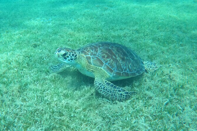 The Frederiksted St. Croix Sea Turtles Snorkeling Tour - The Realities and Review Insights