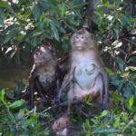 The Nature BKK: Boat to Mangrove & Train to Maeklong Market - What Makes This Tour Special?