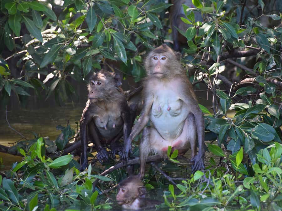 The Nature BKK: Boat to Mangrove & Train to Maeklong Market - What Makes This Tour Special?