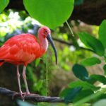 The Scarlet Ibis - Caroni Swamp Tour - Practical Details: What You Need to Know