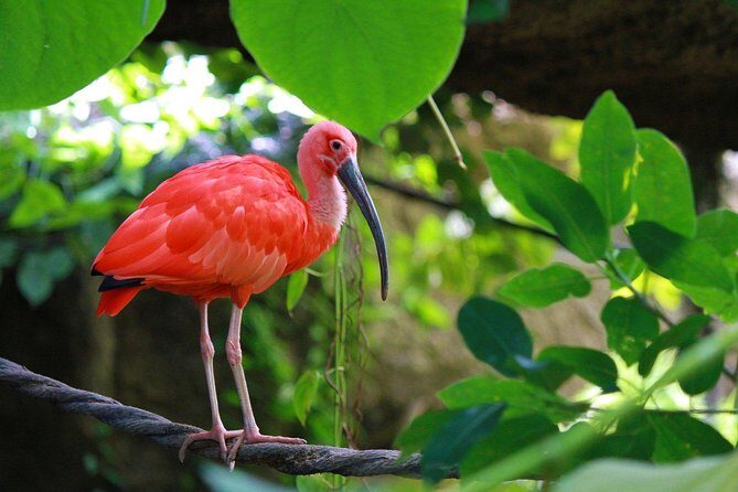 The Scarlet Ibis - Caroni Swamp Tour - Practical Details: What You Need to Know