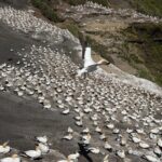 The Ultimate Muriwai Gannet Colony Experience Private Tour - Analyzing the Cost and Value