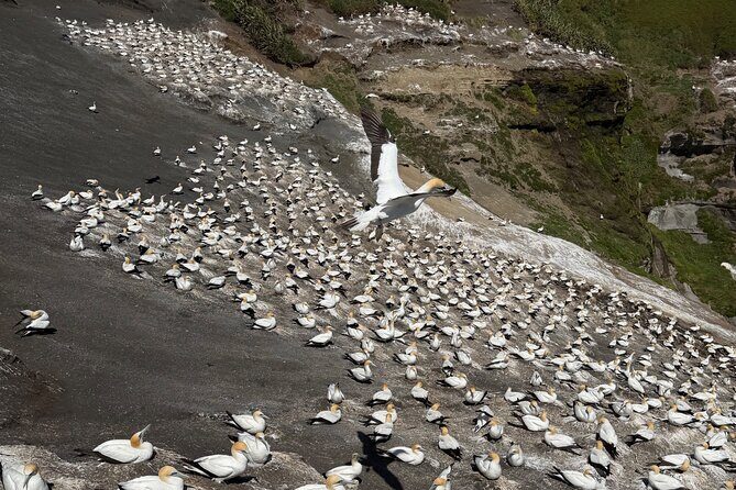 The Ultimate Muriwai Gannet Colony Experience Private Tour - Analyzing the Cost and Value