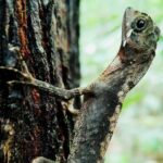 The village crossing and forest hike to old waterfalls  Makandawa Rainforest - A Deep Dive Into the Forest and Village Crossing Tour