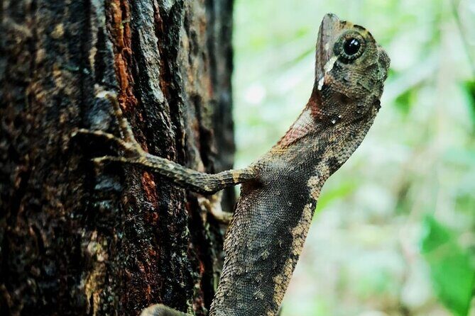 The village crossing and forest hike to old waterfalls  Makandawa Rainforest - A Deep Dive Into the Forest and Village Crossing Tour