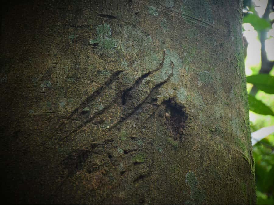 The Wilds: Khao Yai Trekking and Stargazing 2-Day Tour - A Deep Dive into the 2-Day Experience