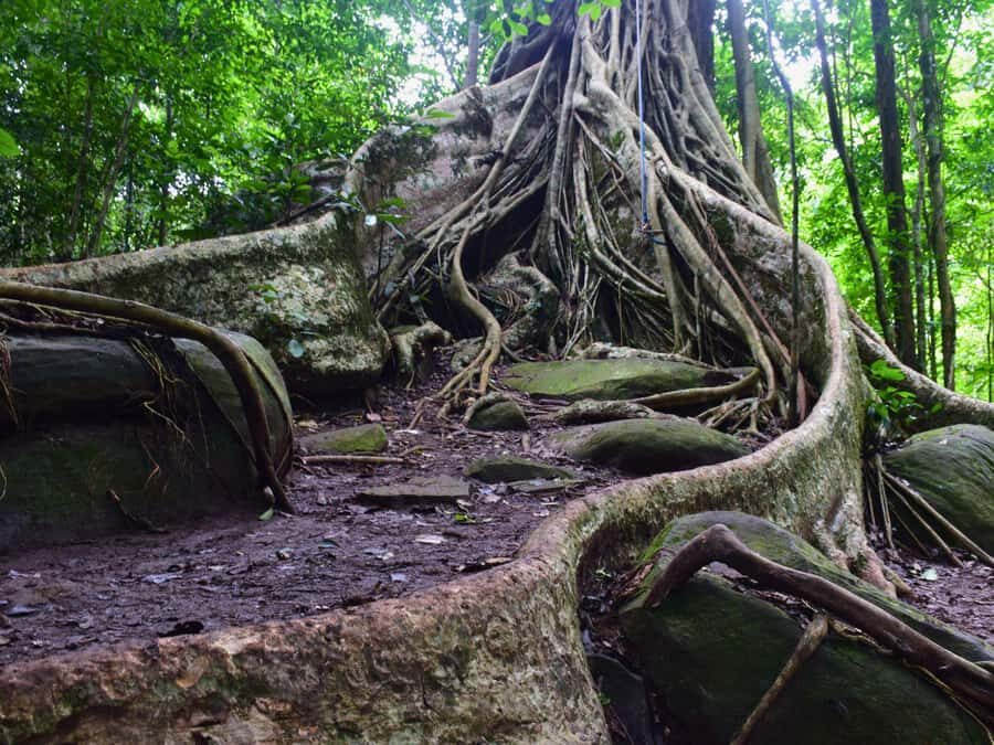 The Wilds: Khao Yai Trekking and Stargazing 2-Day Tour - What Makes This Tour Stand Out?