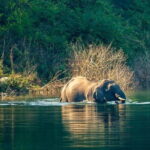 Thrilling Jeep Safari in Jim Corbett National Park with Guide - Pickup and Meeting Points