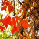 Tianjin Shore Excursion: Tian'anemen Square, Forbidden City and Summer Palace - Who Is This Tour Best For?