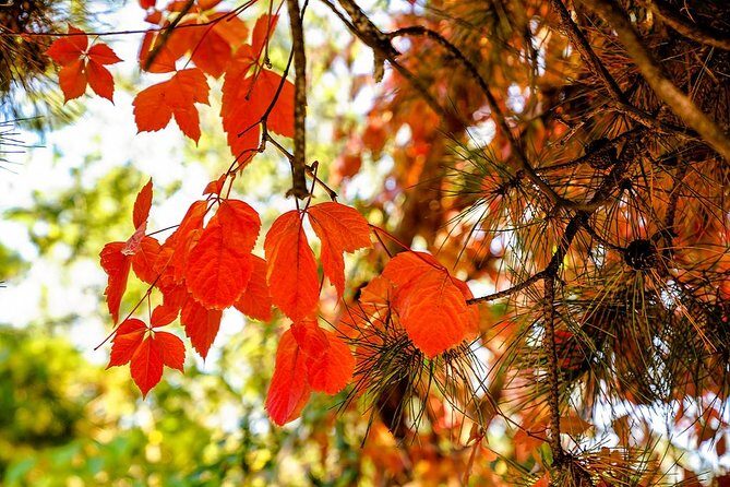 Tianjin Shore Excursion: Tian'anemen Square, Forbidden City and Summer Palace - Who Is This Tour Best For?